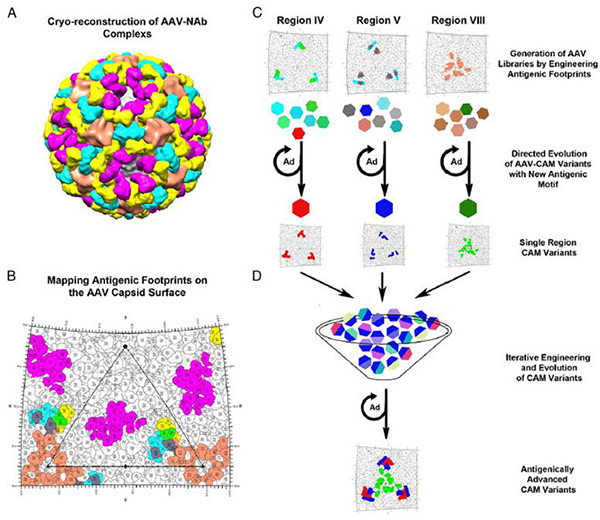 1498101777106651wsz8.jpg 1.jpg