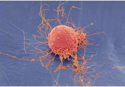 1539139612845727EBz4.jpg 1.jpg