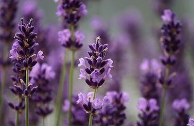 1570686484277175Z2st.jpg 1.jpg