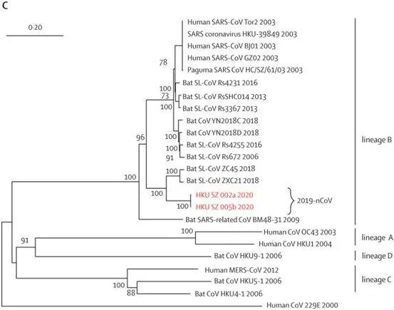 圖片來自Lancet, 2020, doi:10.1016/S0140-6736(20)30154-9。